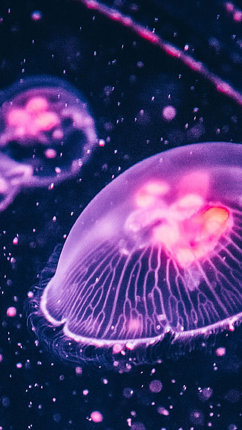 Pink glow jellyfish, Jellyfish design, graphic art, Mesmerizing pet HD phone wallpaper