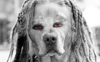 Dread Dog, fur, rastafari, dread, hair HD wallpaper