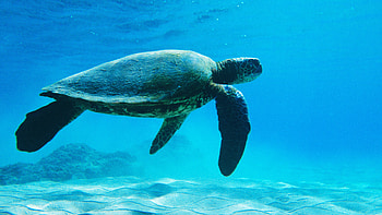Turtle sea ocean animal, Cute marine creatures, Oceanic beauty, Underwater wonders HD wallpaper
