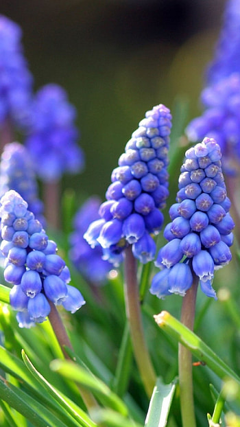 Spring Flowers, Beautiful Nature, Spring HD phone wallpaper