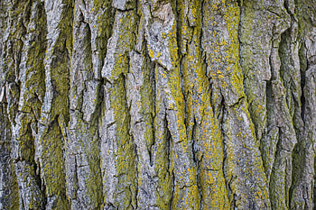 Eastern cottonwood, Purdue Fort Wayne, Natural beauty, Tree species HD wallpaper