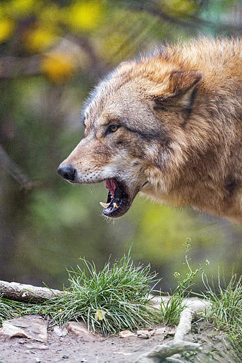 Animals, Predator, Wolf, Sight, Opinion, Fangs HD phone wallpaper