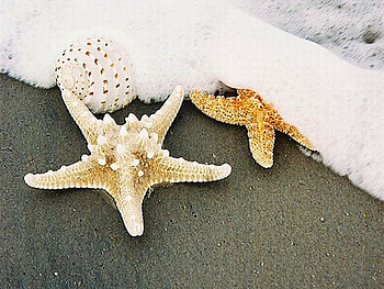 Starfish, sea-shell, , magical, cool HD wallpaper