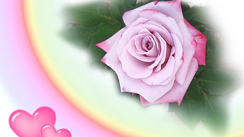 lovely Rose, purple, love, nature, flowers, heart, lovely HD wallpaper