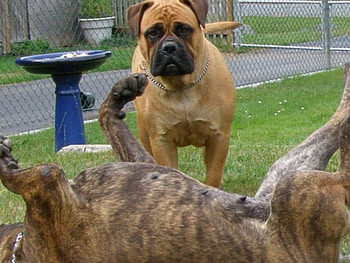 Brindle & Red Bullmastiffs, rosie, bullies, brindle, red, bubbles, friends HD wallpaper