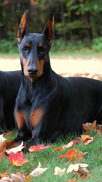 Doberman Dog, Black Dog HD phone wallpaper