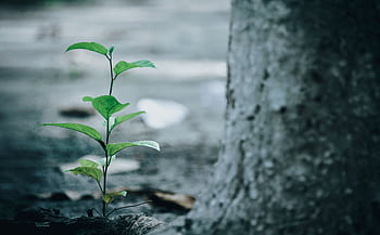 A small green plant growing next to a tree trunk, symbolizing growth and nature outdoors. HD wallpaper