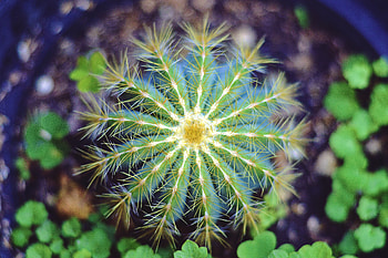 Indoor Plant, Flowers, Cactus, Prickles, Thorns, Houseplant HD wallpaper