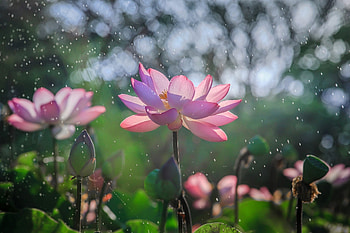 Bloom, lotus, flowers, water splashes, bokeh HD wallpaper