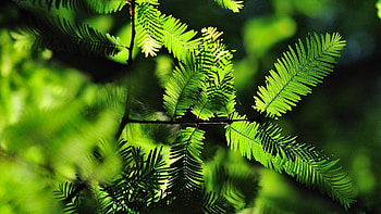 Trees, Grass, Leaves, Macro, Shadow, Thicket HD wallpaper