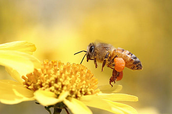 Pollen baskets, Bees HD wallpaper