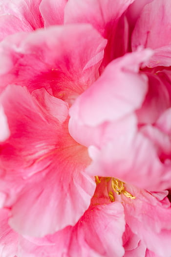 Delicate pink peony in full bloom, showcasing intricate petals and vibrant colors. HD phone wallpaper