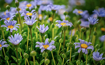 Blue Daisies, blue, nature, flowers, daisies HD wallpaper