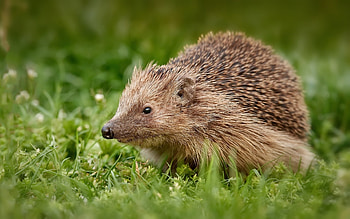 Hedgehog, animal, grass, rodent HD wallpaper