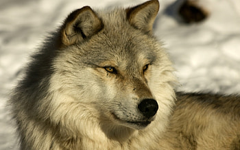 Animals, Wolfs HD wallpaper