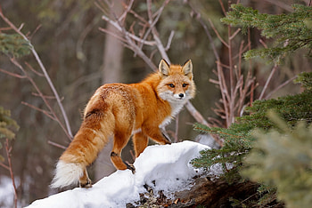 Fox, animal, tail, snow HD wallpaper