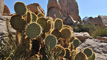 Nature, Cactuses, Stones, Vegetation, Thorns, Prickles, Paws HD wallpaper