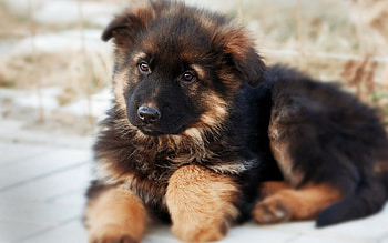 German Shepherd, Cute puppy, Furry friend, Animal companion HD wallpaper