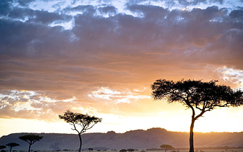 Kenyan 2020, Fresh designs, African motifs, Artistic elegance HD wallpaper