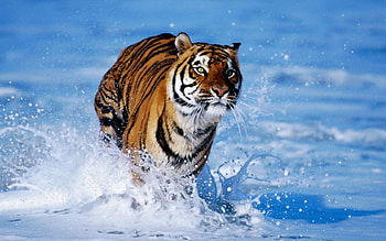 Animals, Snow, Tiger, Foam, Bounce, Jump HD wallpaper