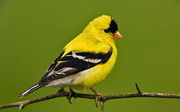GOLD FINCH, Wings, Branch, Colors, Feathers HD wallpaper