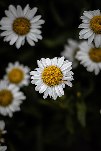 Flowers, Camomile, Petals, Focus, Chamomile, Wildflowers HD phone wallpaper