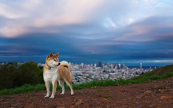 Mobile , animals nature, dog elevation HD wallpaper