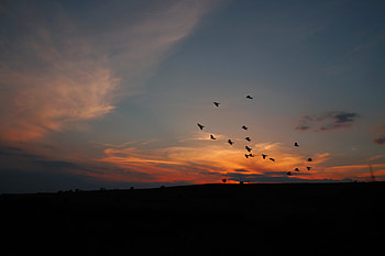 Birds, Sunset, Twilight, Dark, Silhouettes, Dusk HD wallpaper