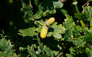 Acorns, leaves, oak, tree, macro HD wallpaper