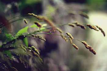Grass, Plant, Macro, Stem, Stalk HD wallpaper