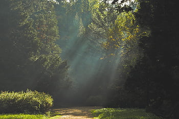 Serene forest path with sun rays filtering through autumn trees, creating a peaceful scene. HD wallpaper