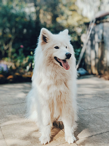 Animals, Fluffy, Dog, Protruding Tongue, Tongue Stuck Out HD phone wallpaper