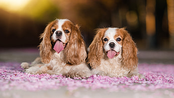 King Charles Spaniel, dog, animal, spaniel HD wallpaper