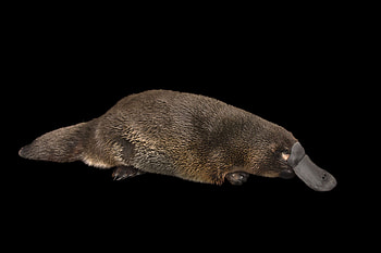 Platypus, Animal HQ , , Detailed artwork HD wallpaper