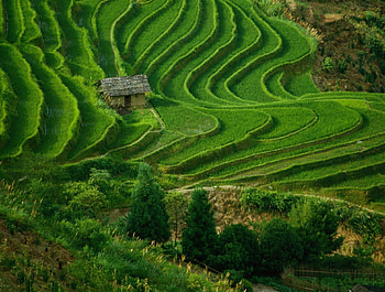 dilapidated house in the middle of rice fields, house, fields, dilapidated, middle, rice HD wallpaper