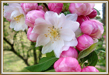 BEAUTIFUL BLOSSOMS, FLOWERS, NATURE, BEAUTIFUL HD wallpaper