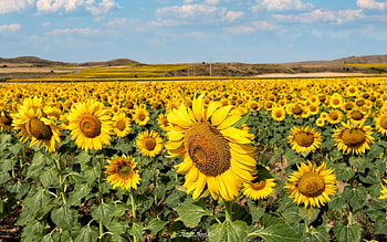 Sunflower Field, sunflowers, Spain, field, yellow HD wallpaper