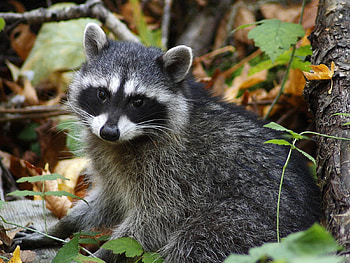 Animals, Raccoons HD wallpaper