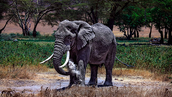 Serengeti National Park, Elephants HD wallpaper