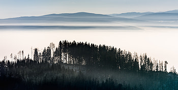 Nature, Trees, Sky, Forest, Fog HD wallpaper