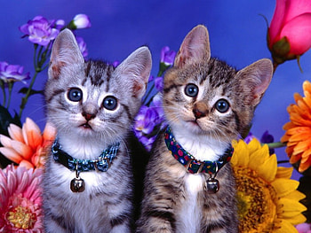 BROTHERS ARE WE WE STICK TOGETHER LIKE GLUE, cute, brothers, adorable, kittens HD wallpaper