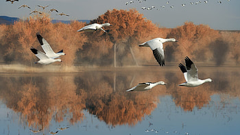 20 goose in , Stunning , Captivating backgrounds, Nature's wonders HD wallpaper