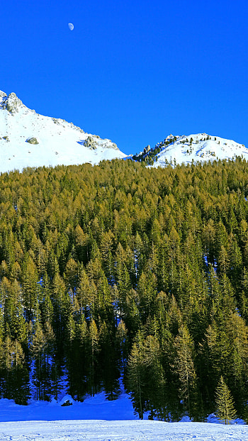 Nature, Trees, Mountains, Moon, Snow, Forest, Snow Covered, Snowbound HD phone wallpaper