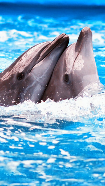 Dolphins in their natural habitat, Beautiful marine animals, Amazing underwater experience, Breathtaking graphy HD phone wallpaper