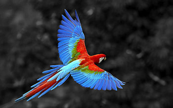 Scarlet Macaw Bird, birds, colorful HD wallpaper