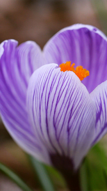 Beautiful Purple Flower, flower, purple, beautiful, nature HD phone wallpaper