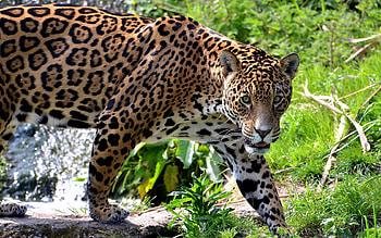 Animals, Grass, Jaguar, Predator, Big Cat, Climb HD wallpaper