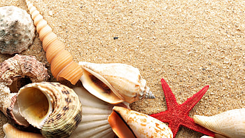 Background, Shells, Starfish HD wallpaper