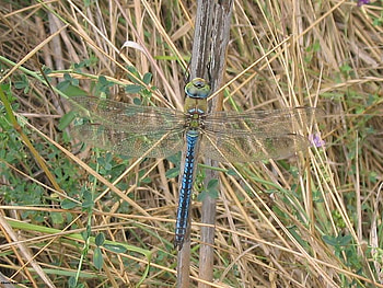 Anax imperator, nature, bugs HD wallpaper