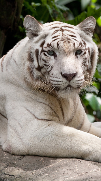 Tiger , Siberian Tiger HD phone wallpaper
